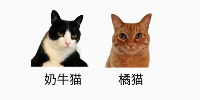 名实至名归不接受反驳！你家主子什么段位？OG真人网友公认的猫咪战斗力排行榜第一(图1)